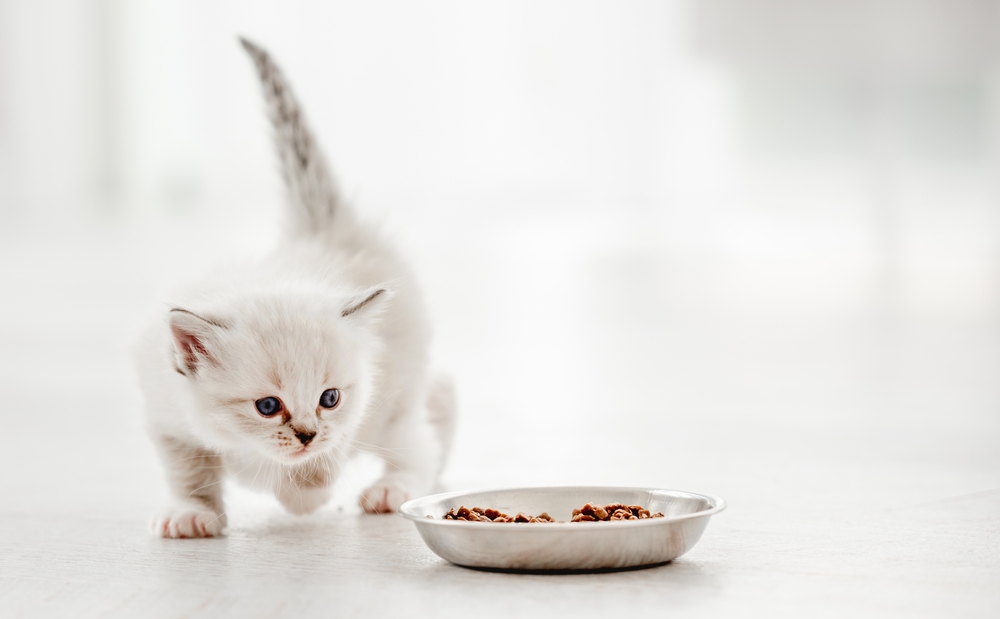 Croquette chaton : comment trouver les bonnes croquettes ?