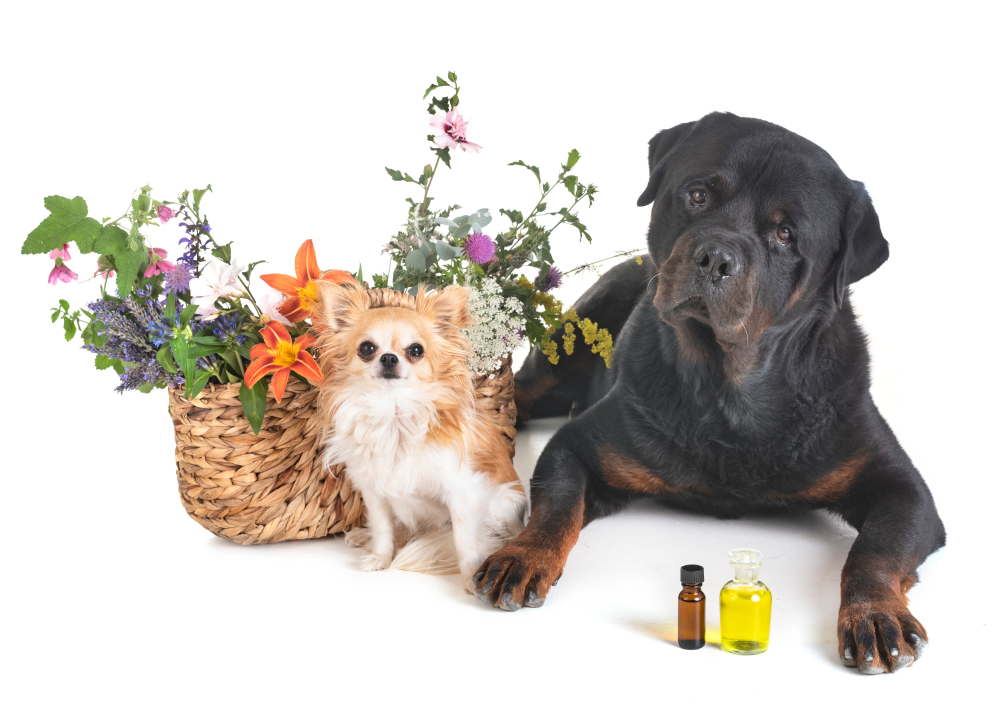 Fleur de bach chien : comment utiliser ce remède naturel sur votre animal ?