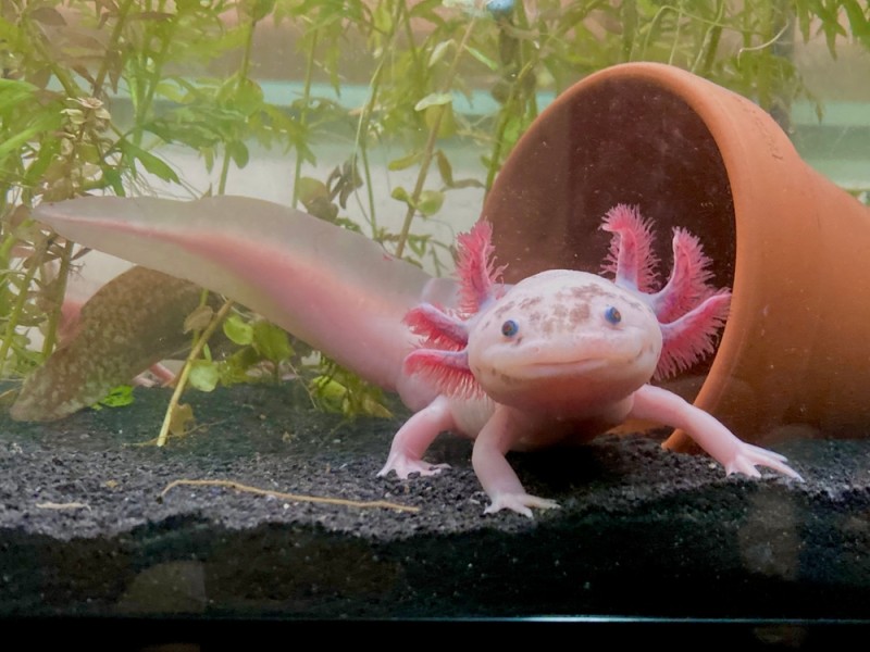 Comment choisir et aménager un aquarium pour axolotl ?