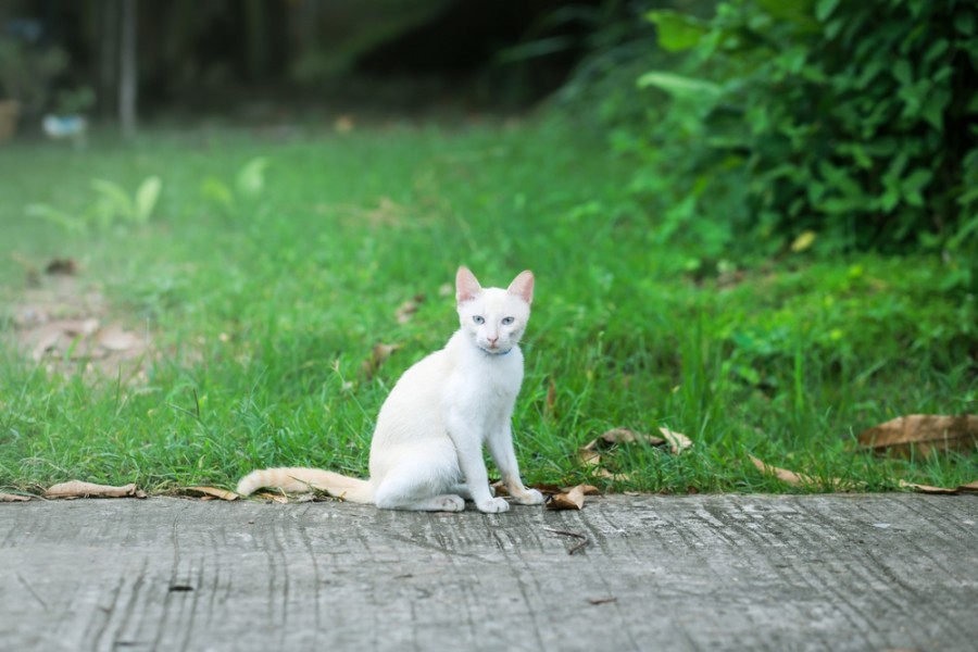 Qu'est-ce qui rend le chat blanc si unique ?