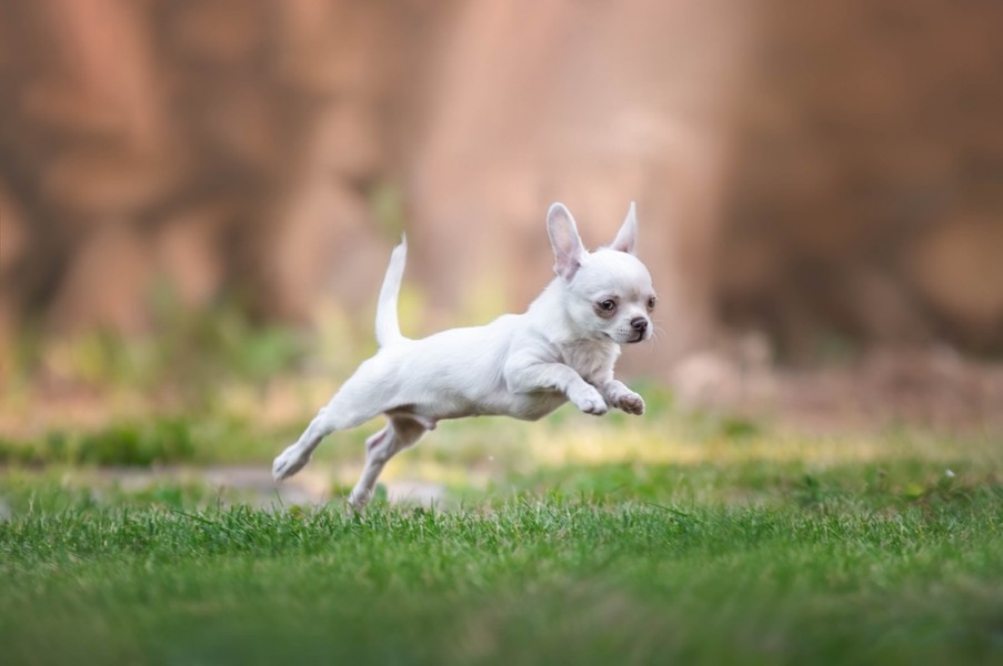 Chihuahua poil court : comment bien s'en occuper ?