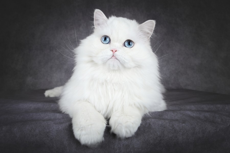 Est-ce qu'un chat blanc est rare ?