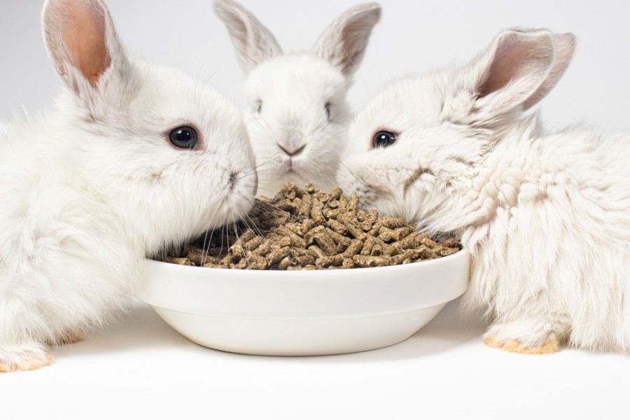 Granulés pour lapin : comment choisir son alimentation ?