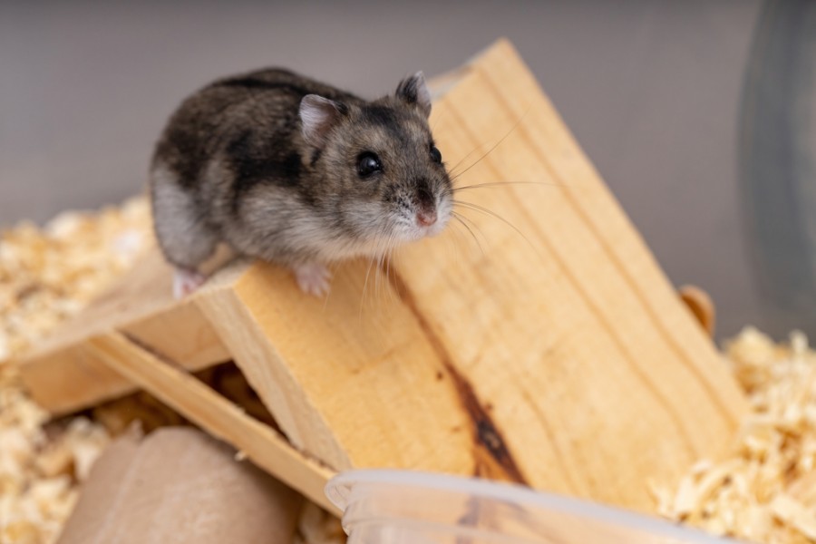 Hamster nain : tout savoir à propos de ce rongeur