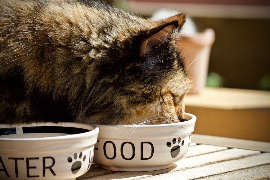Gamelle anti glouton : chiens et chats peuvent manger moins vite