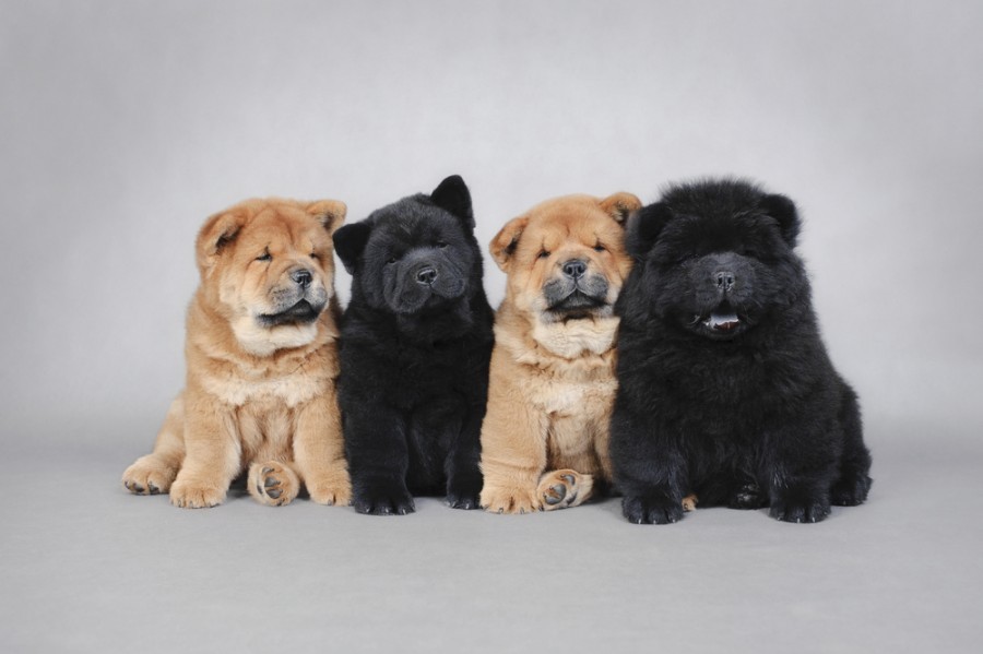 Pourquoi adopter un Chow-chow ?