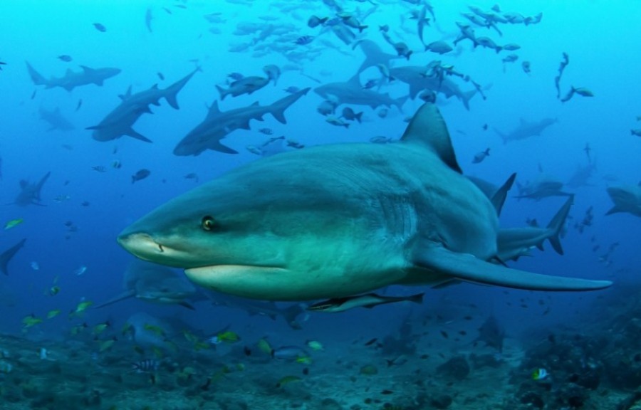 Quel est le requin le plus dangereux de la planète ?