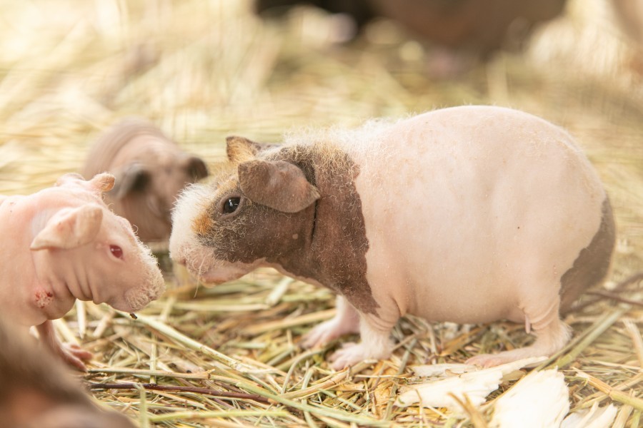 Quelles sont les caractéristiques physiques d'un cochon d'inde sans poil ?