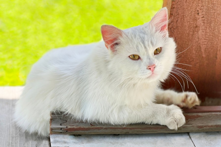 Quels sont les problèmes de santé courants chez les chats blancs ?