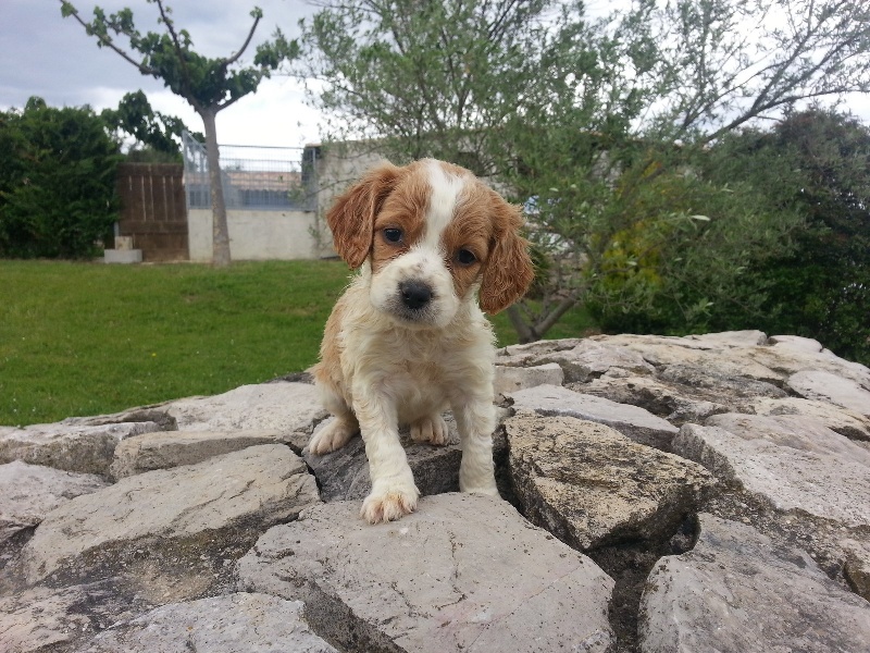 Chiot epagneul breton, vous souhaitez adopter ?