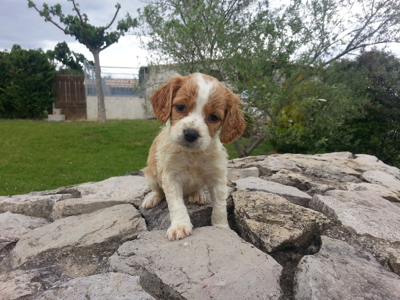 Chiot epagneul breton, vous souhaitez adopter ? 