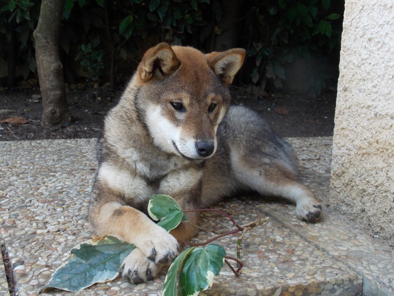 Élevage shiba inu, où trouver le chiot de vos rêves??