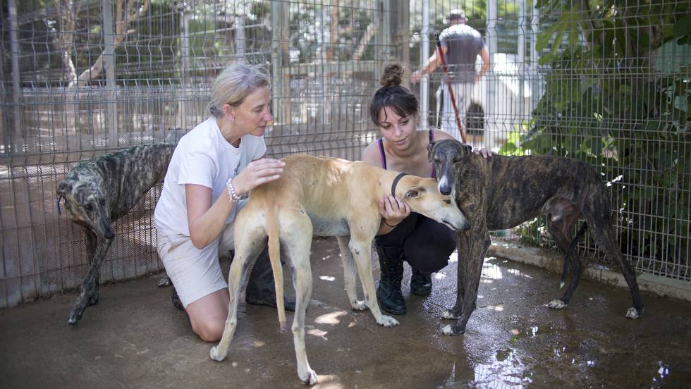 Abandon d'animaux, toute l'année