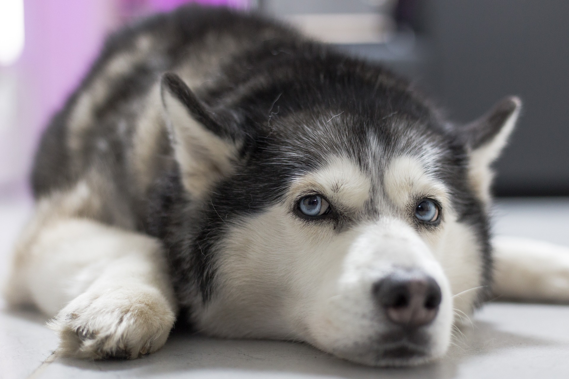 Comment choisir le chien que l'on va adopter ?