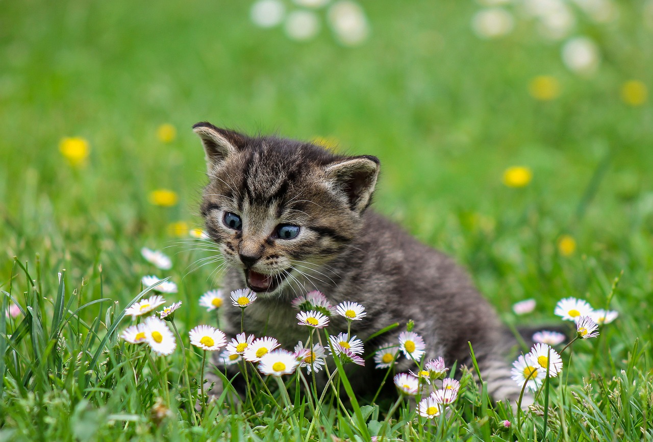 Quels sont les chats préférés des Français ?