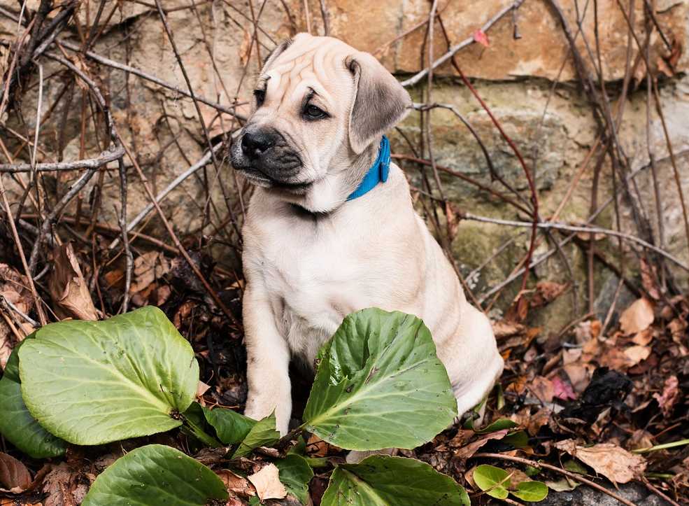 Dossier spécial dogue de majorque