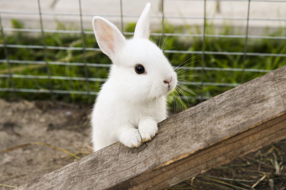 Cage pour lapin : quelle taille choisir ?