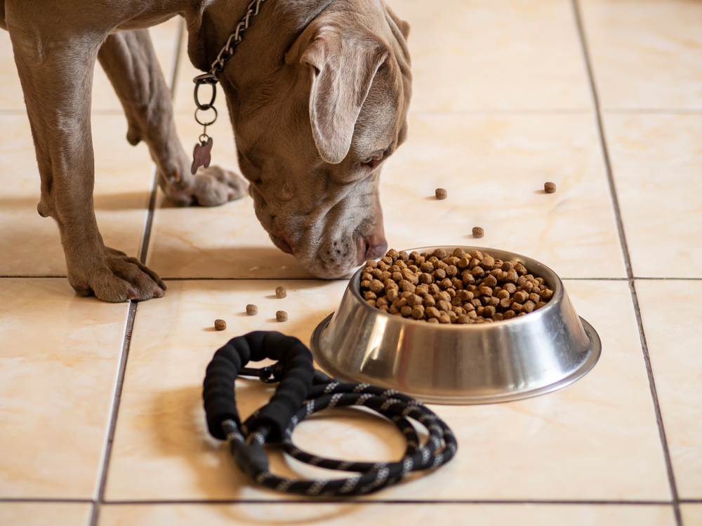 Croquettes pour chien stérilisé sans céréales : comment bien choisir ?