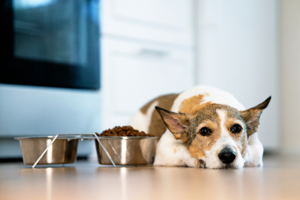 Croquettes chien senior sans céréales : suffisantes pour ses besoins ?