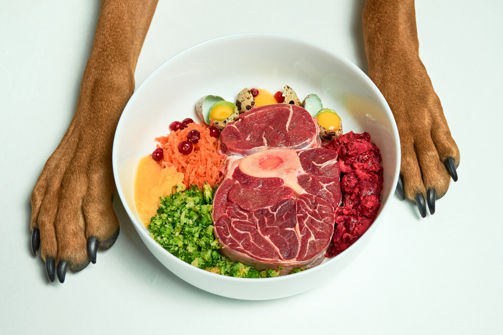Nourriture sans cereales pour chien : pâtée, croquettes ou BARF, que choisir ?