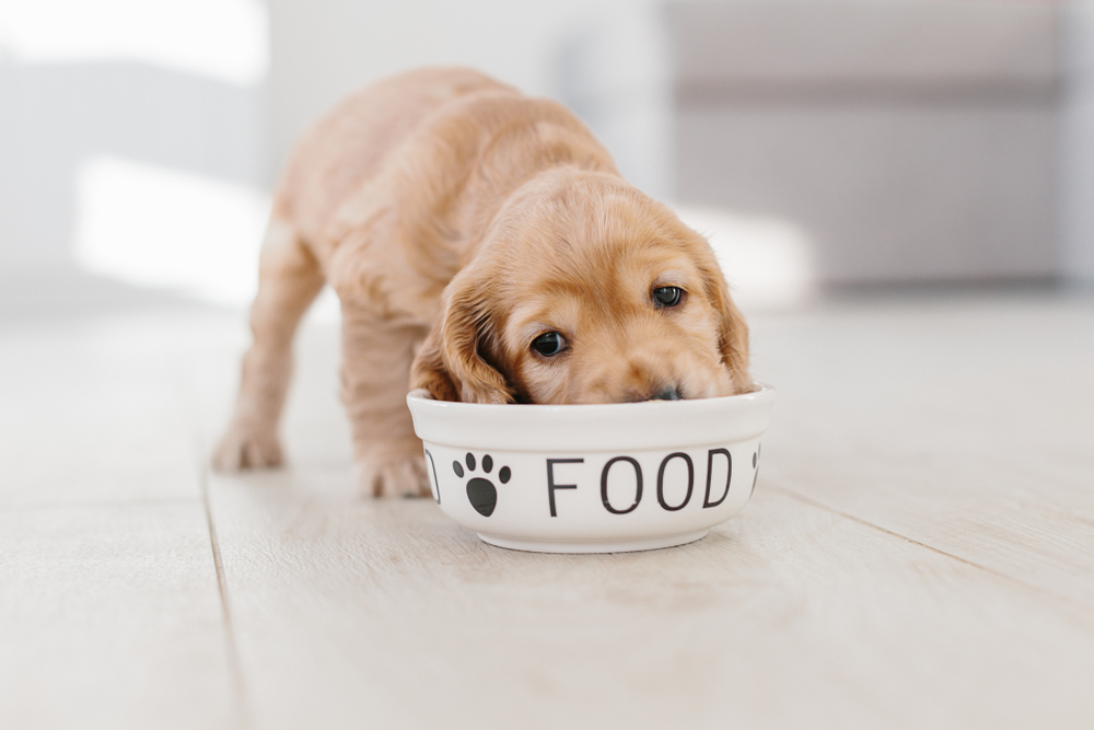 Croquettes sans céréales chiot : sont-elles adaptées à ses besoins ?