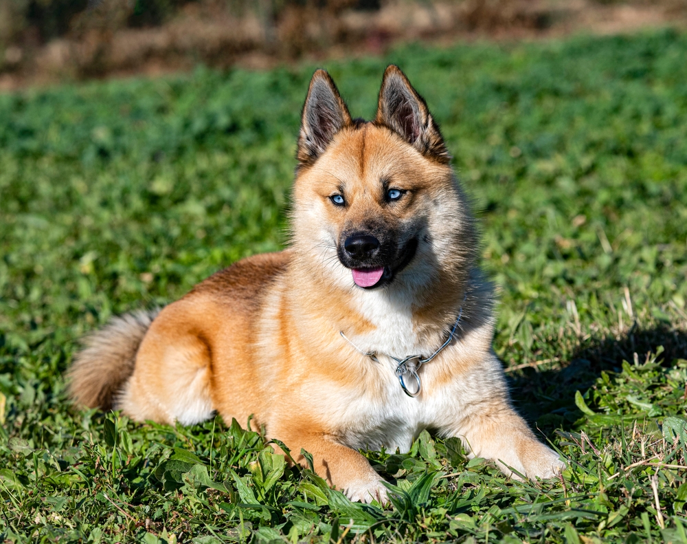 Pomsky roux : que faut-il savoir sur cette race ?