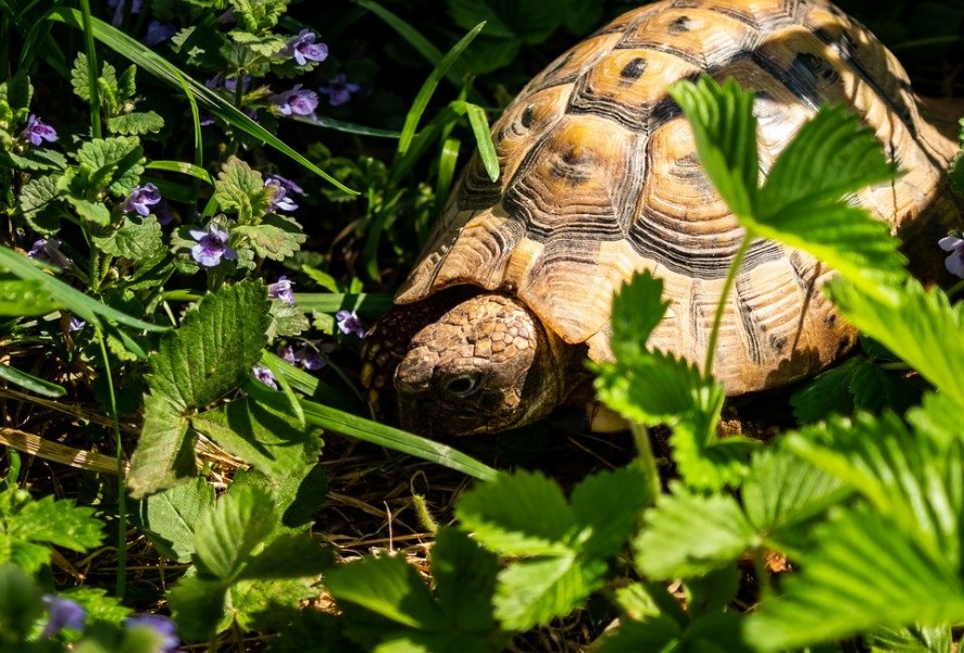 Tortue d’Hermann : un animal de compagnie sur le long terme