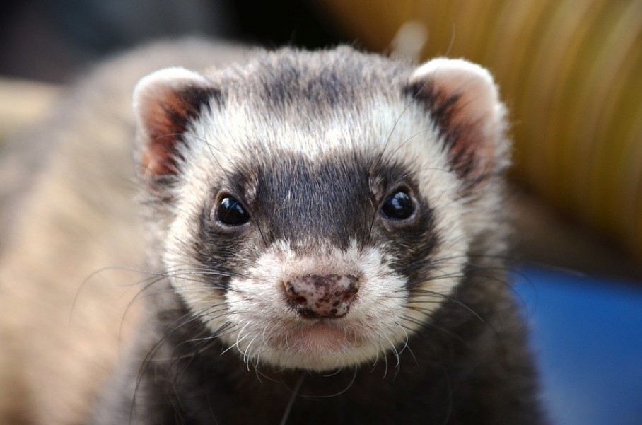 Adopter un furet domestique