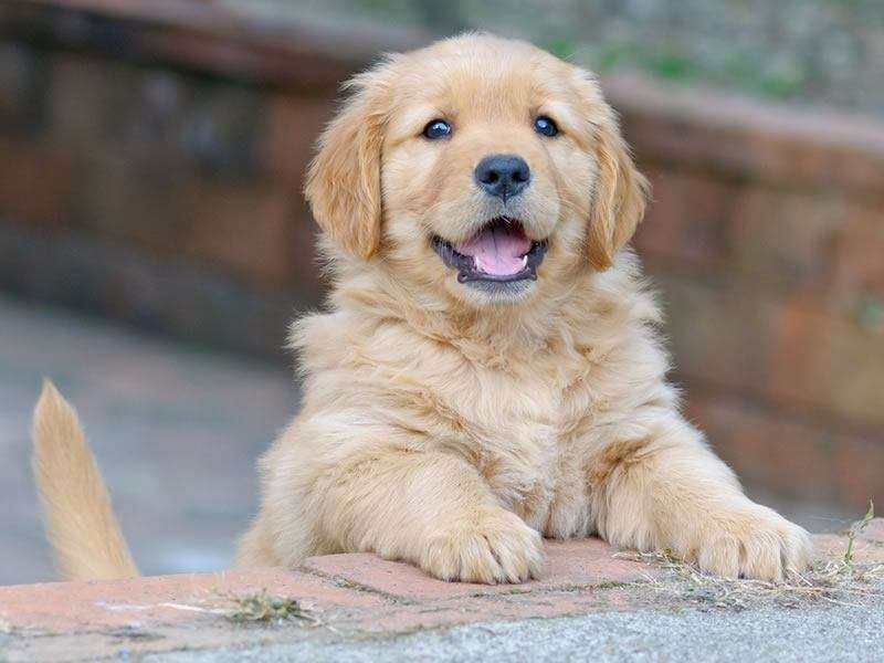 Golden retriever elevage , comment bien choisir le chiot de vos rêves ? 