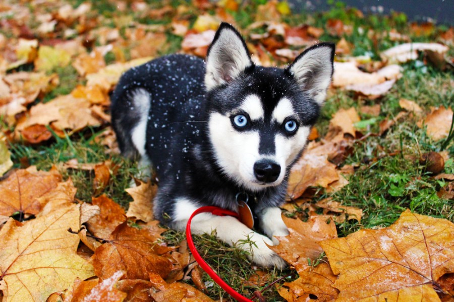 Tout ce que vous devez savoir sur l'Alaskan Klee Kai