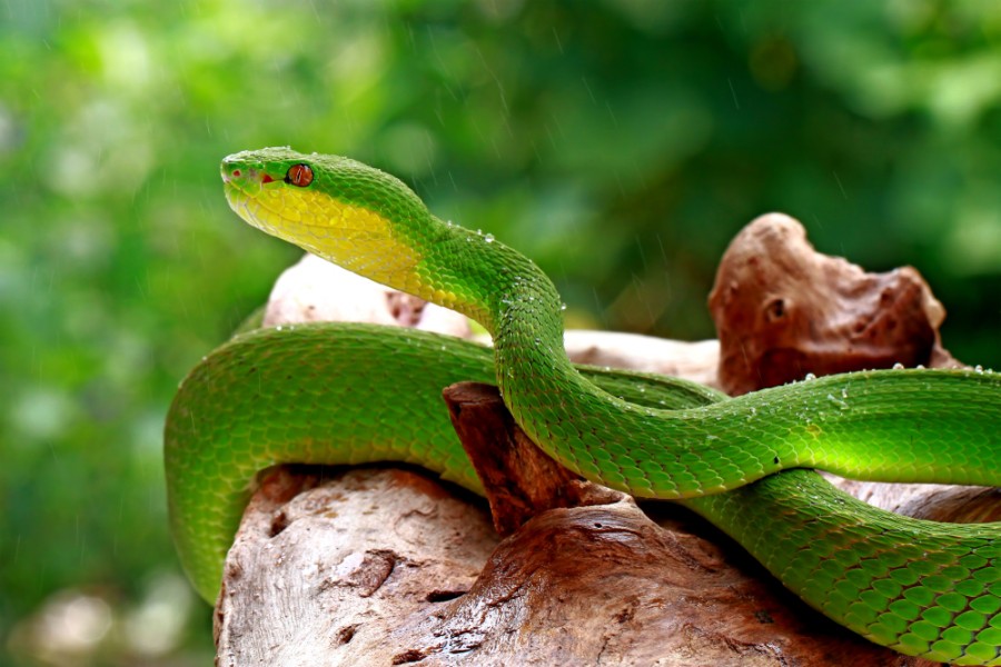 Animaux dangereux Guyane : tout savoir sur les animaux équatoriaux