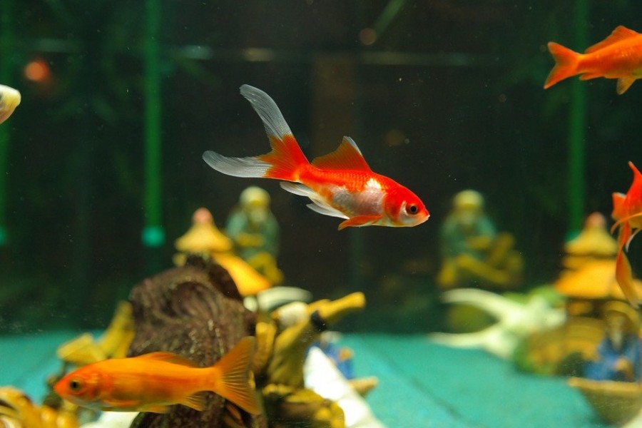 Aquarium poisson rouge : bien s'en occuper