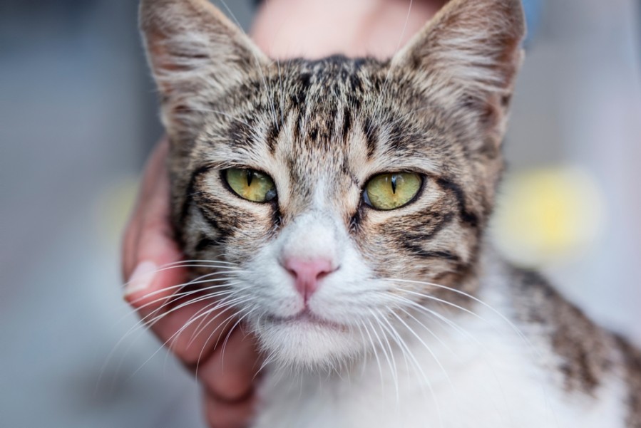 Symptômes et traitement de l'ataxie chez le chat