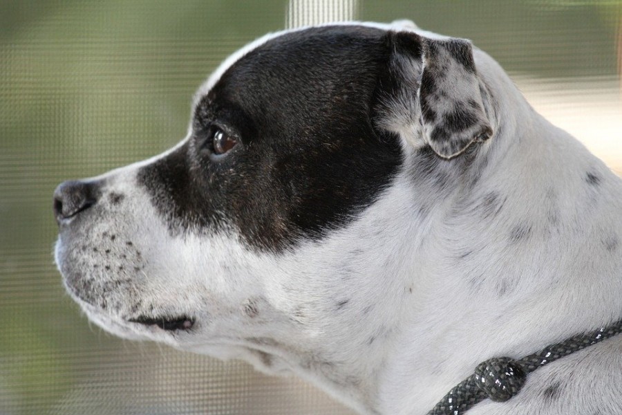 Staffordshire terrier: le staffie est-il dangereux ?