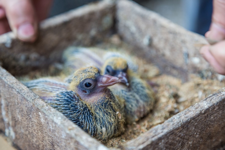 Bébé pigeon abandonné : comment en prendre soin ?