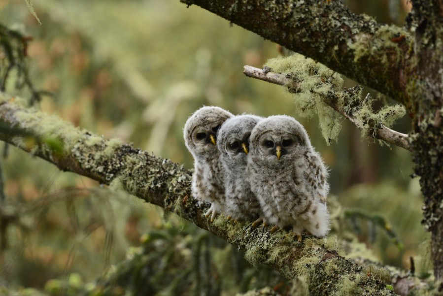 Comment s'occuper et nourrir un bébé hibou?