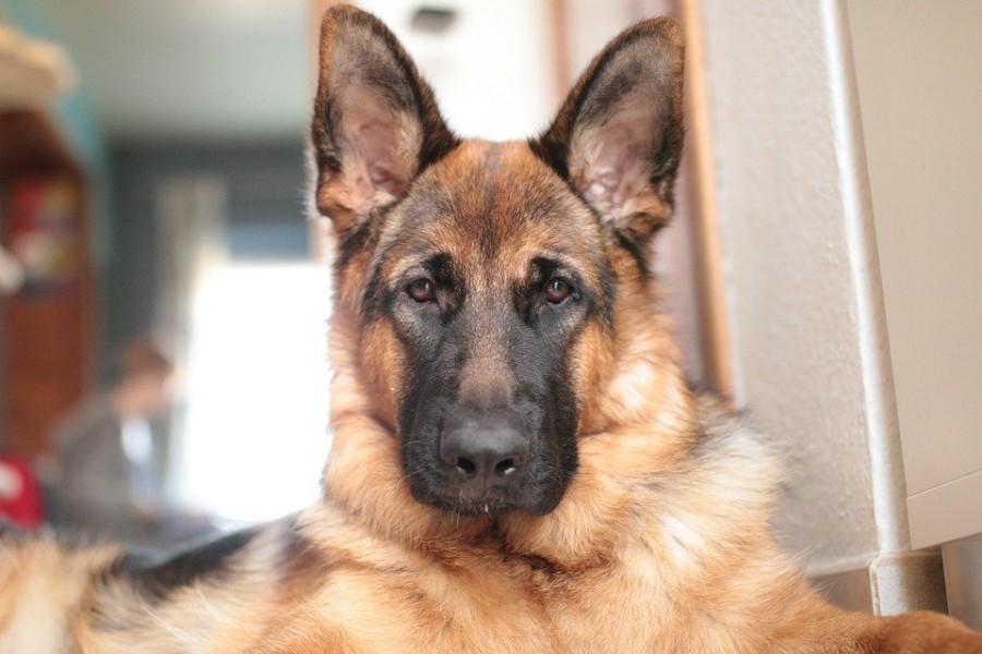 Berger allemand : un chien merveilleux et polyvalent