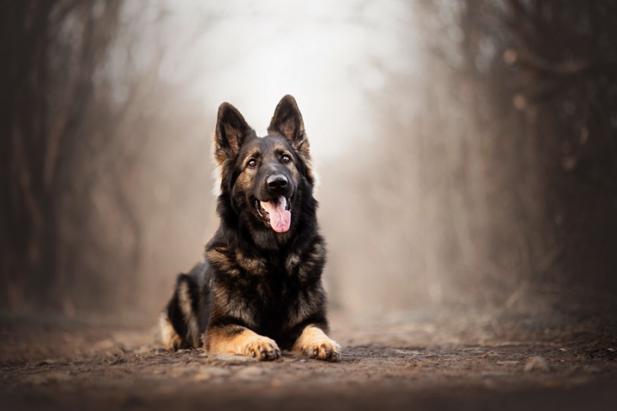 Mug Humour Chien Berger Allemand - Céramique Blanche, Texte Drôle, Idéal Cadeau Anniversaire