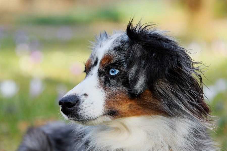 Berger australien : un chien dénaturé ?