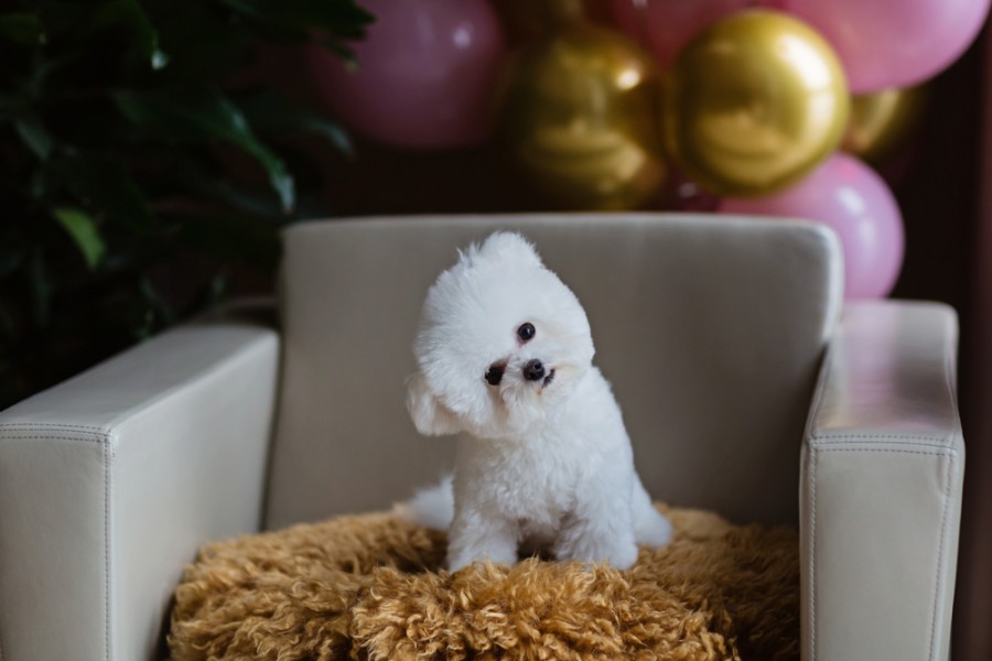 Quelle est la différence entre un bichon et un caniche ?