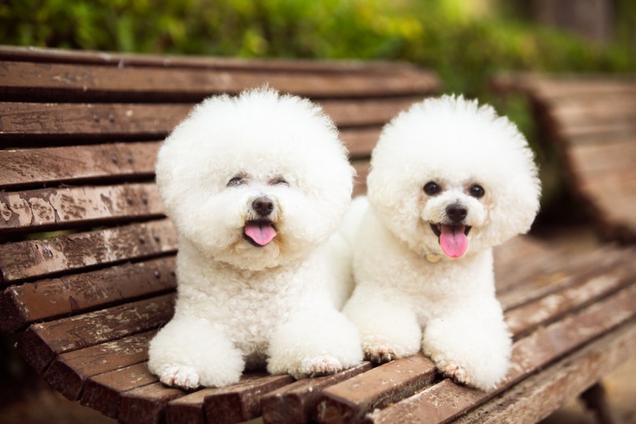 Tout savoir sur le bichon frisé : un animal de compagnie idéal