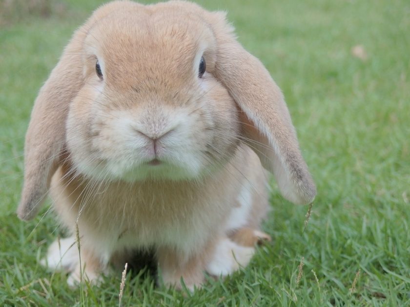 Ce que vous devez savoir avant d’adopter un lapin 