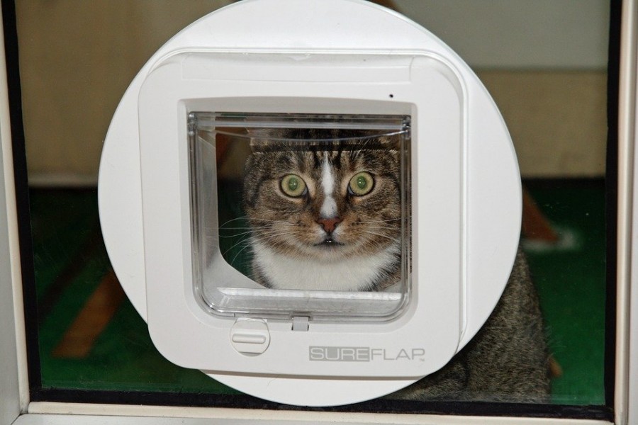 Chatière électronique : la technologie au service des chats