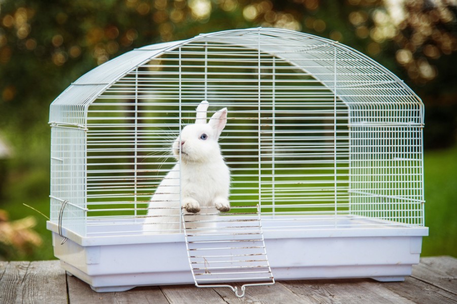 Comment choisir la meilleure cage pour lapin nain : critères importants et modèles recommandés