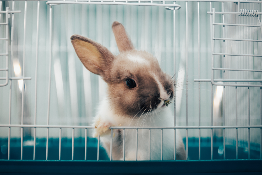 Comment bien aménager la cage à lapin de votre rongeur ?