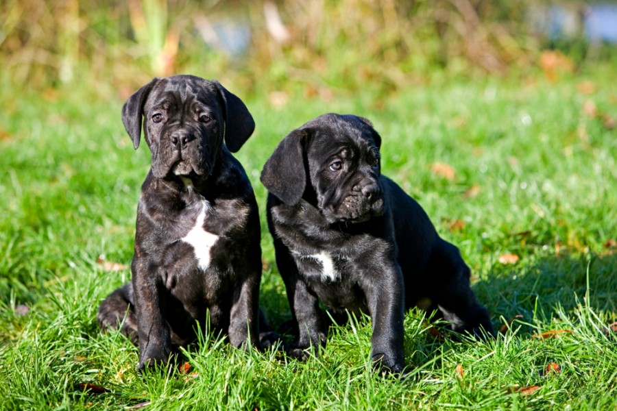 Cane Corso chiot : découvrez cette race de chien