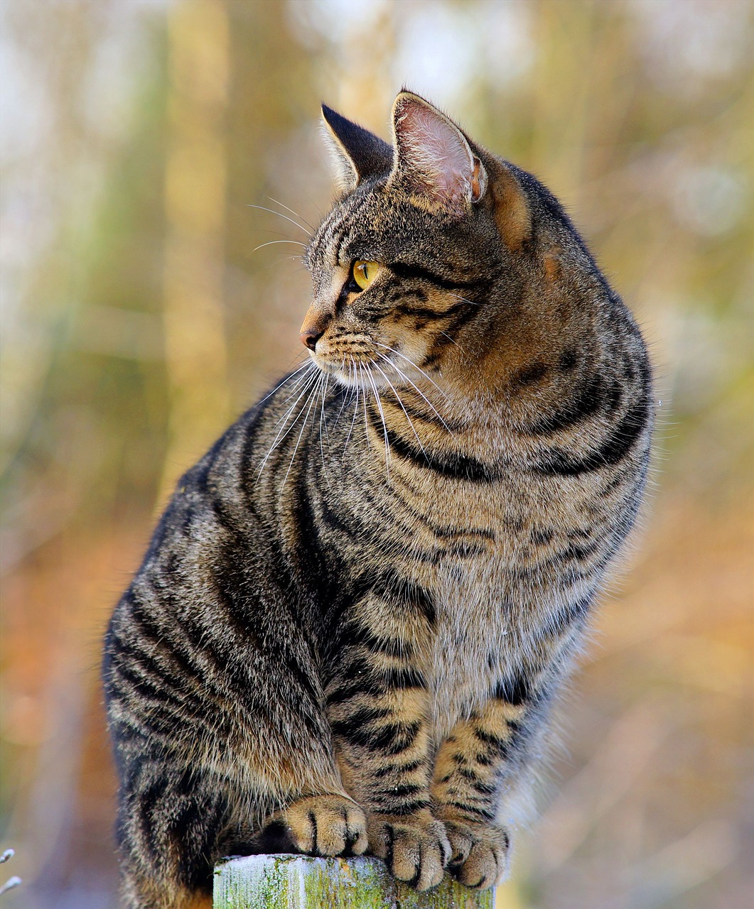 Comment aider votre chat à devenir musclé et en bonne santé ?