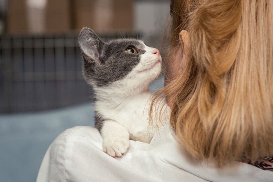 Chat à adopter : pourquoi est-ce une bonne décision ?