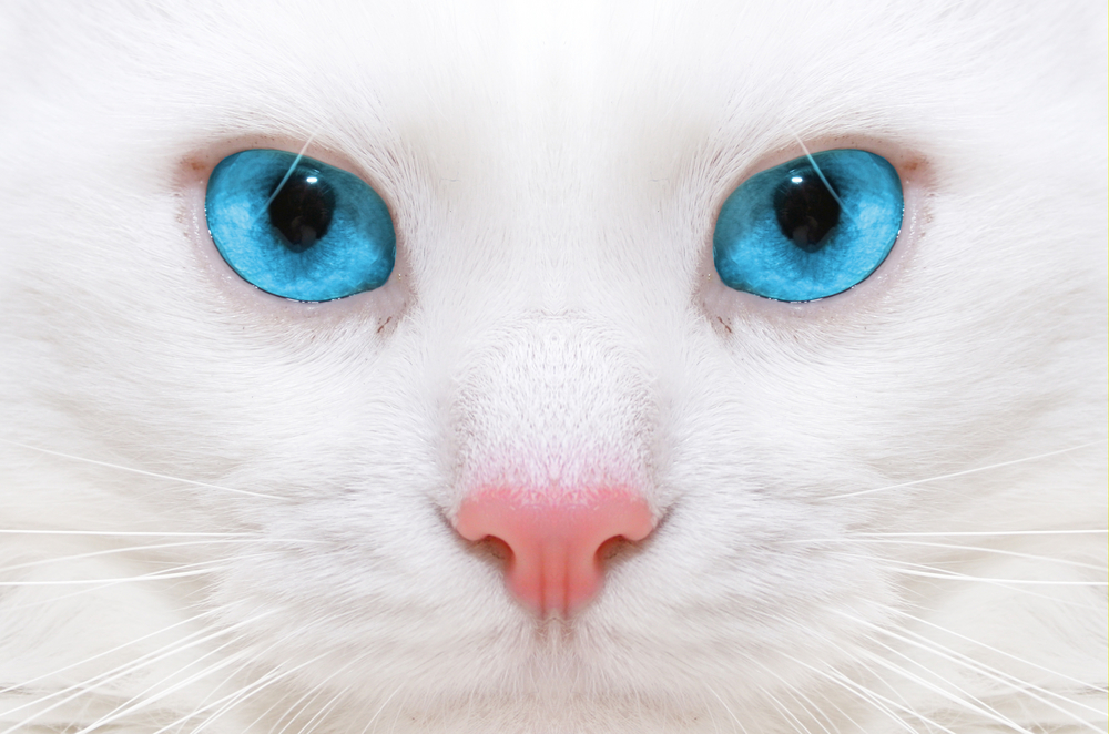 Comment reconnaître un chat blanc aux yeux bleus ?