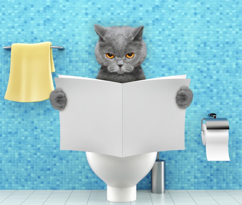 Chat constipé : que faire pour le soigner ?